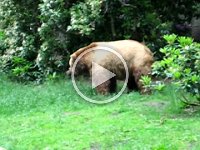 Bear_chased_2006